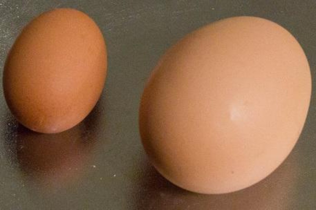 Сколько стоит мужское яйцо цена. Маленькие плотные яички.