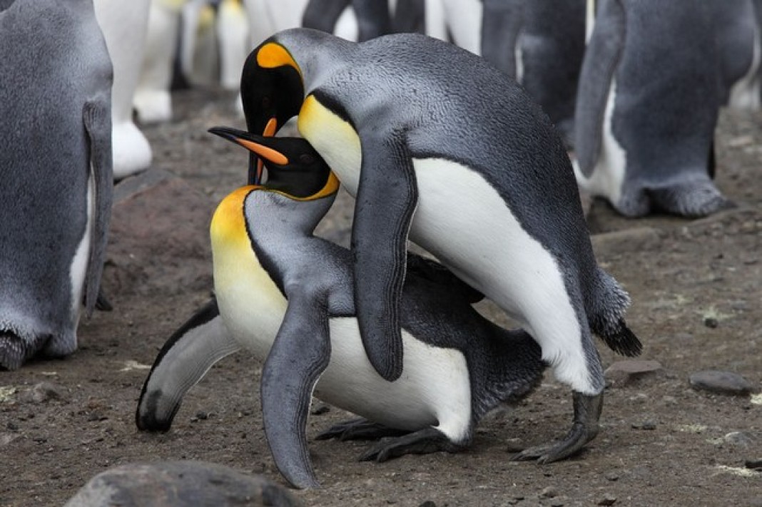 Female penguins are known to act as prostitutes.